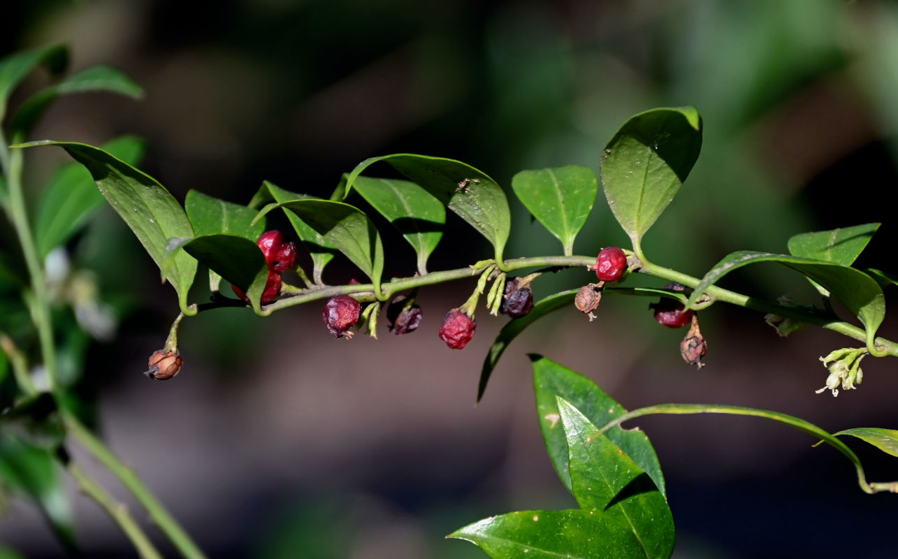 Изображение особи Sarcococca ruscifolia.
