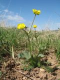 Смотреть изображение Ranunculus czimganicus