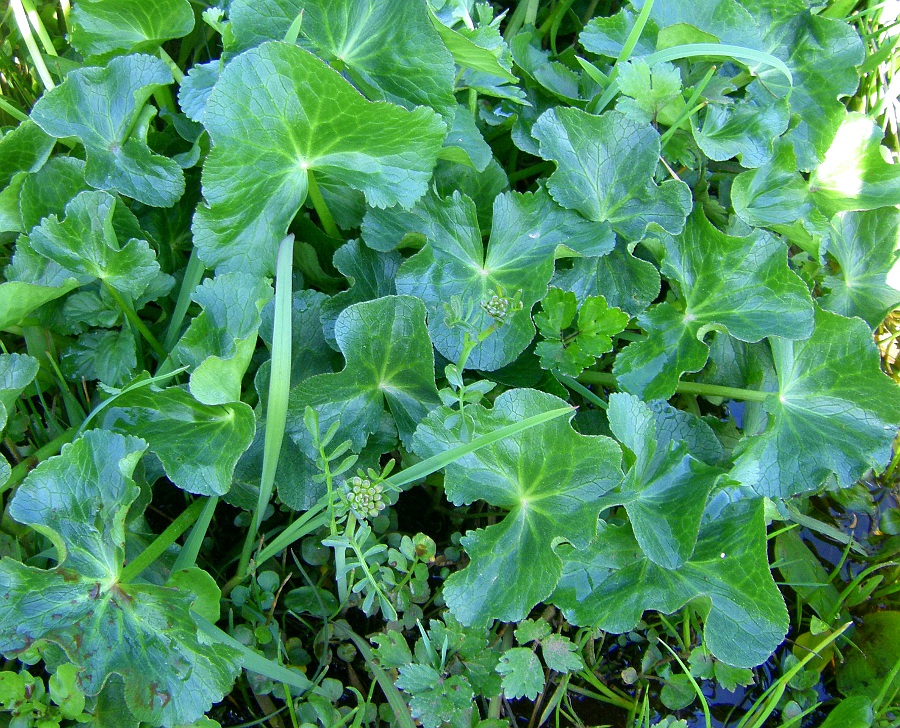 Image of Caltha palustris specimen.