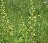 View full-size image Scrophularia orientalis