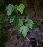 View full-size image Ficus carica