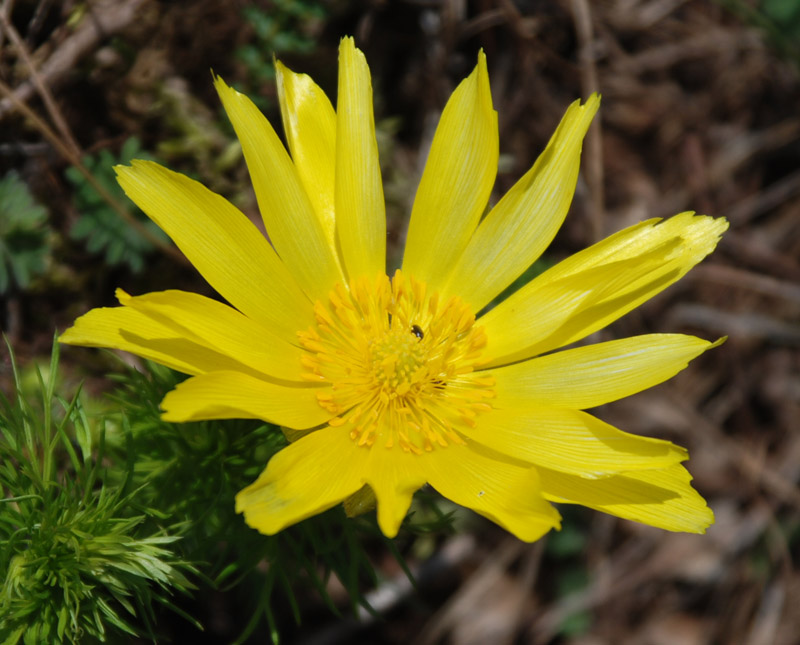 Image of Adonis vernalis specimen.