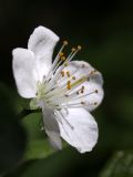 Cerasus vulgaris. Цветок. Санкт-Петербург, пустырь. 21.05.2011.