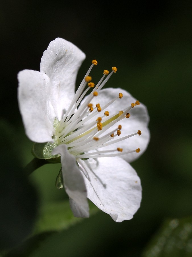 Image of Cerasus vulgaris specimen.