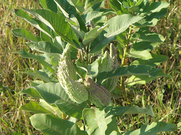 Image of Asclepias syriaca specimen.