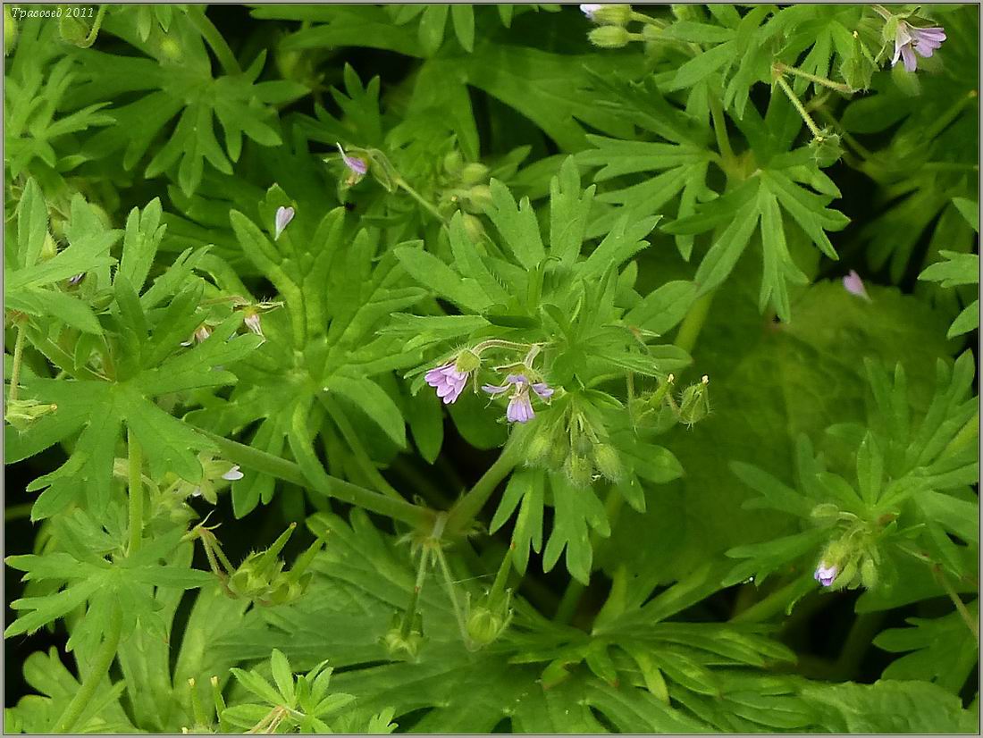 Изображение особи Geranium pusillum.