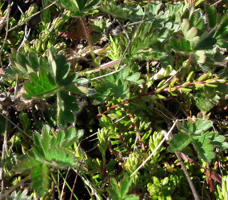 Изображение особи Potentilla crantzii.