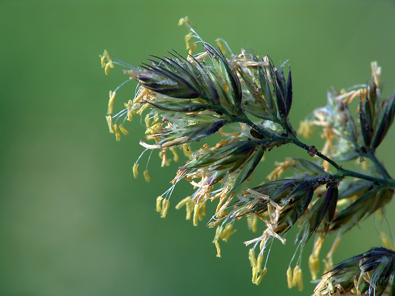 Image of Dactylis glomerata specimen.