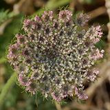 Daucus carota