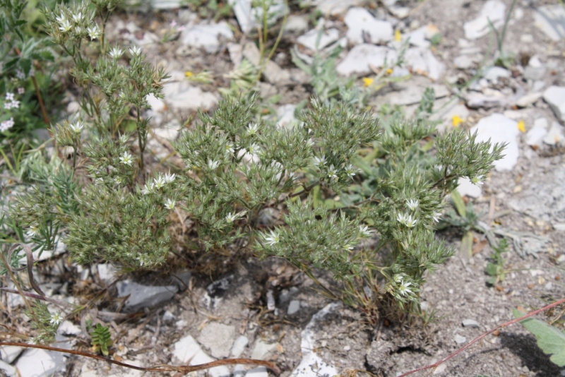 Image of Minuartia glomerata specimen.