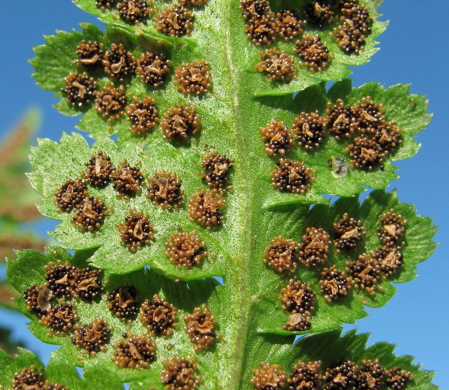 Сорусы папоротника. Dryopteris cristata. Сорусы сорусы. Сорусы на вайях.