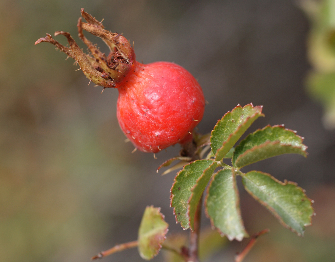 Image of Rosa maracandica specimen.