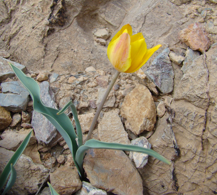 Изображение особи Tulipa talassica.