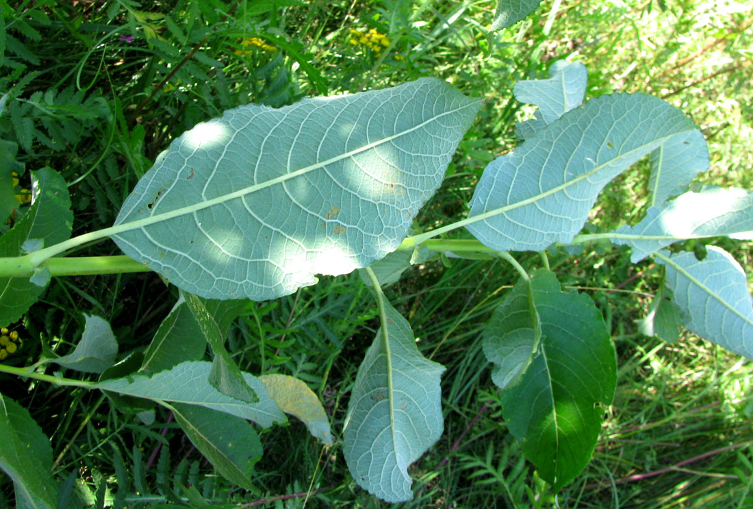 Image of Salix latifolia specimen.