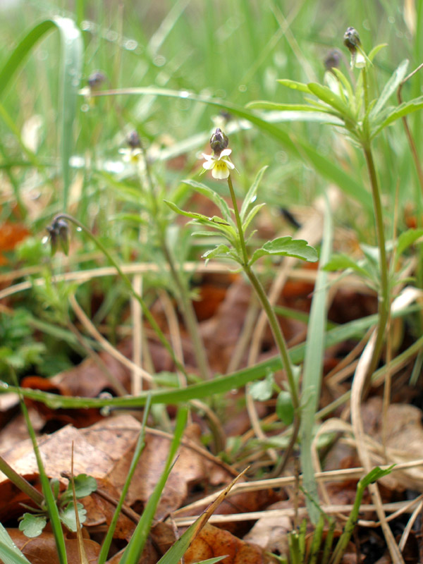 Image of Viola kitaibeliana specimen.