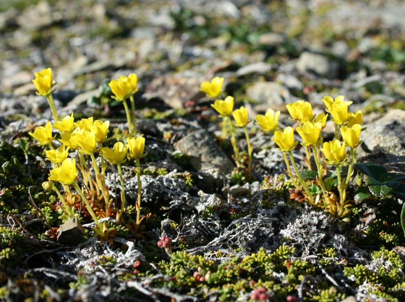 Image of Saxifraga serpyllifolia specimen.