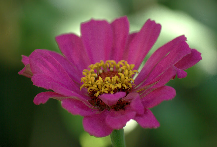 Image of Zinnia elegans specimen.