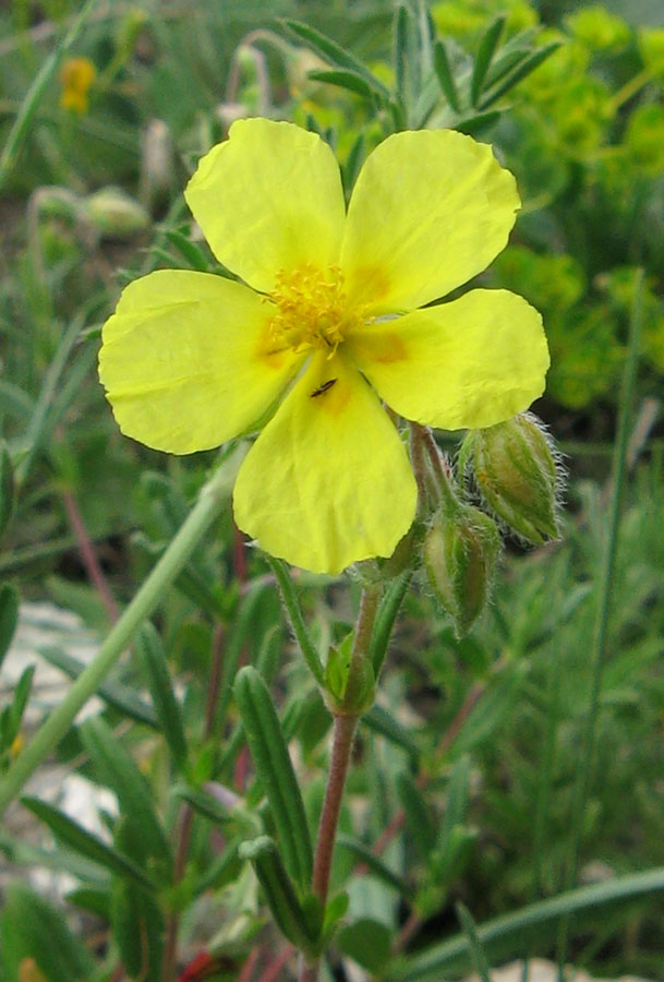 Изображение особи Helianthemum grandiflorum.