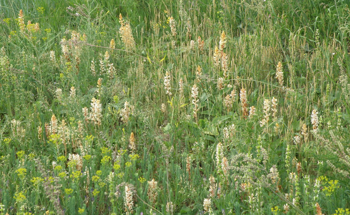 Image of Orobanche alba specimen.