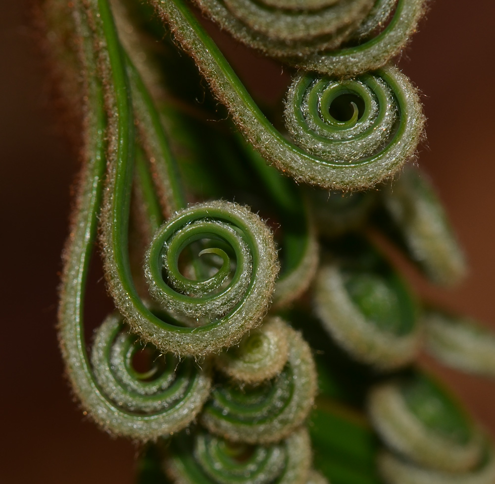 Изображение особи Cycas revoluta.