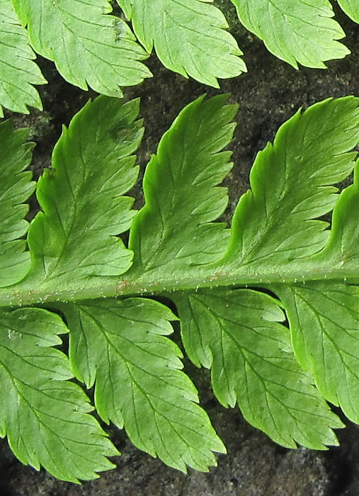 Image of genus Athyrium specimen.