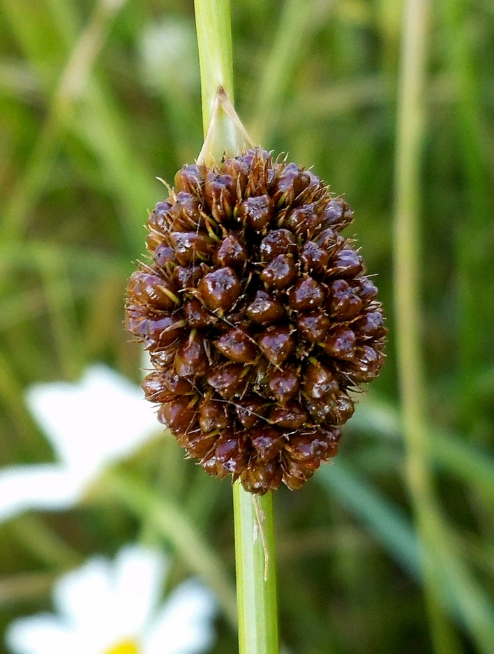 Image of Juncus conglomeratus specimen.