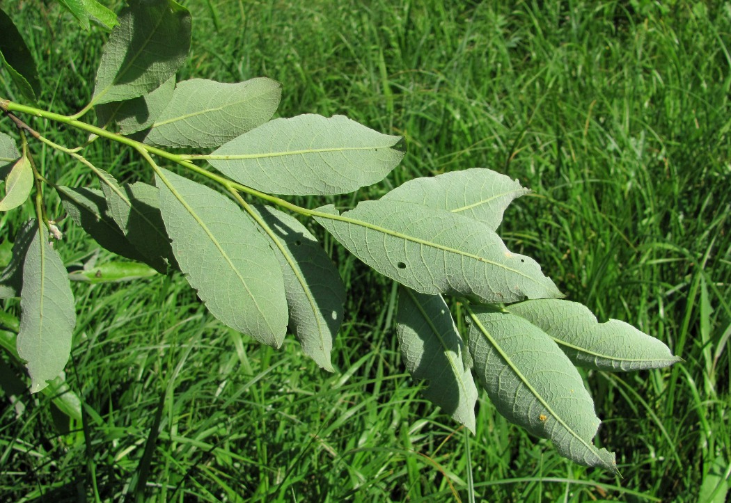 Image of Salix caprea specimen.