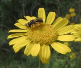 Anthemis tinctoria