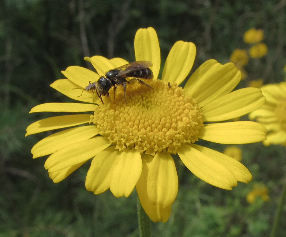 Image of Anthemis tinctoria specimen.