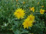 Sonchus arvensis ssp. uliginosus