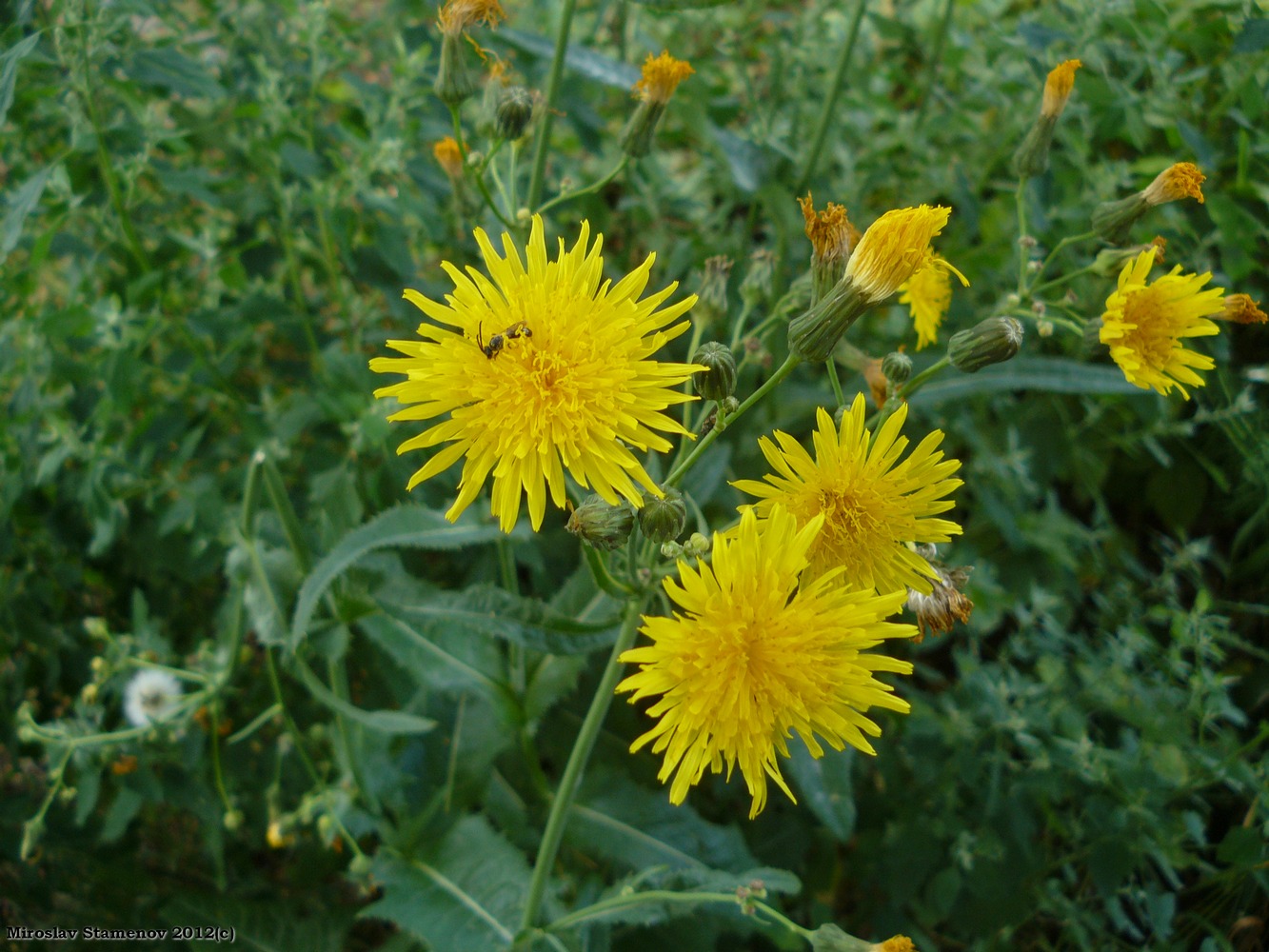 Image of Sonchus arvensis ssp. uliginosus specimen.