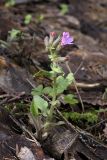 Pulmonaria obscura