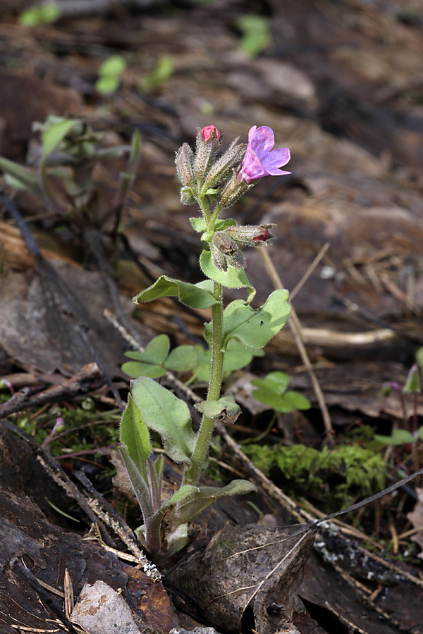 Image of Pulmonaria obscura specimen.