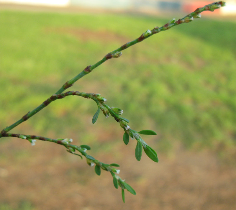 Image of genus Polygonum specimen.