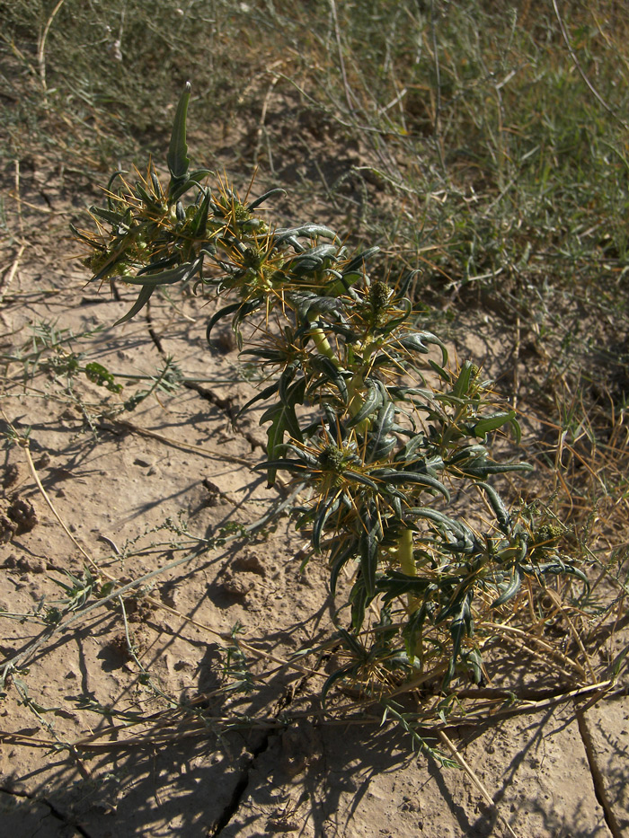 Image of Xanthium spinosum specimen.