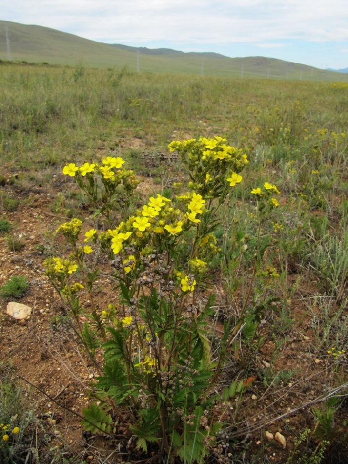 Изображение особи Potentilla tanacetifolia.