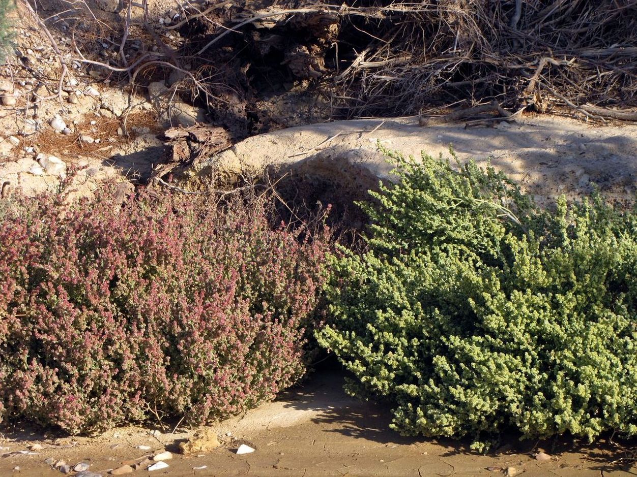 Image of Anabasis setifera specimen.