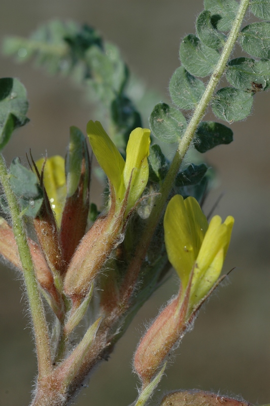 Image of Astragalus larvatus specimen.