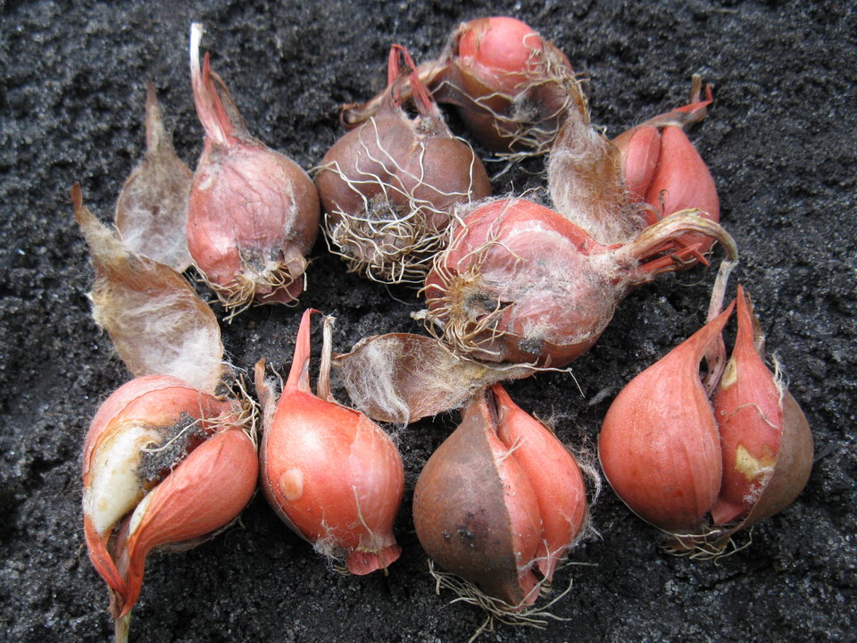 Image of Tulipa bifloriformis specimen.