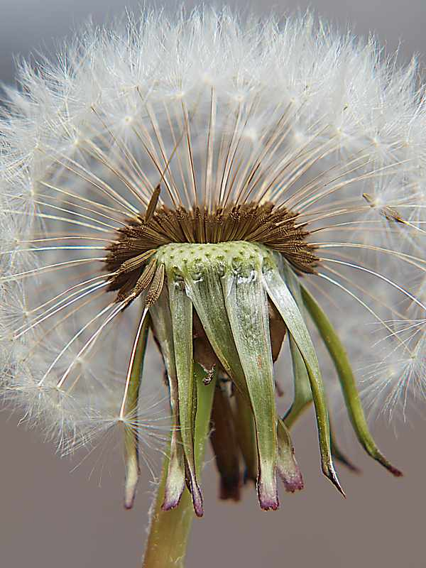 Image of Taraxacum officinale specimen.