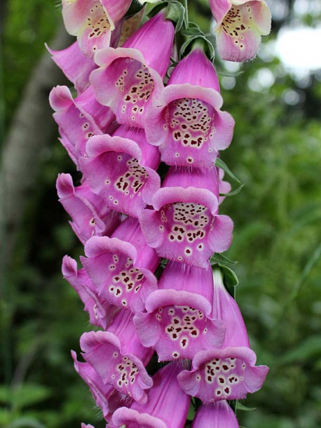 Изображение особи Digitalis purpurea.