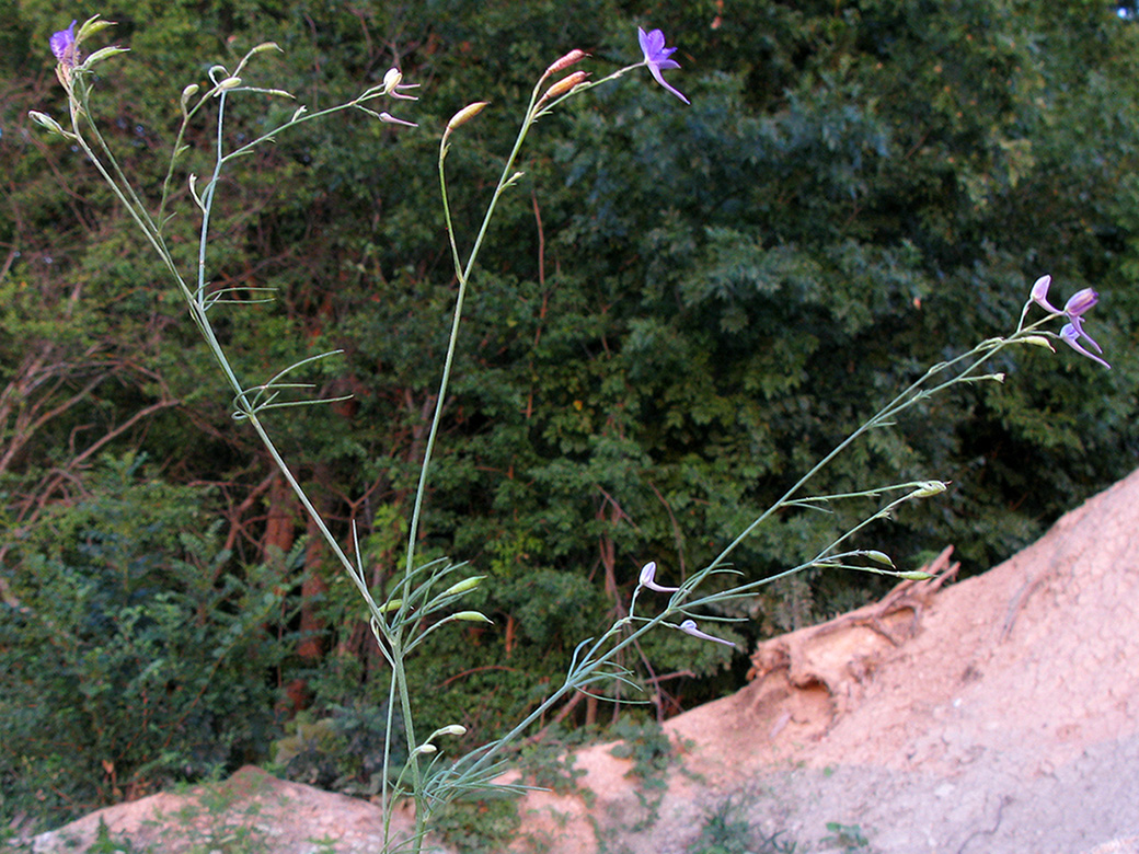 Image of Delphinium paniculatum specimen.