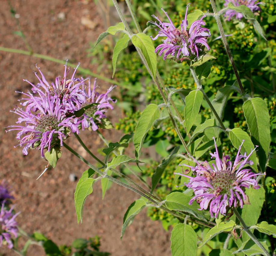 Изображение особи Monarda fistulosa.