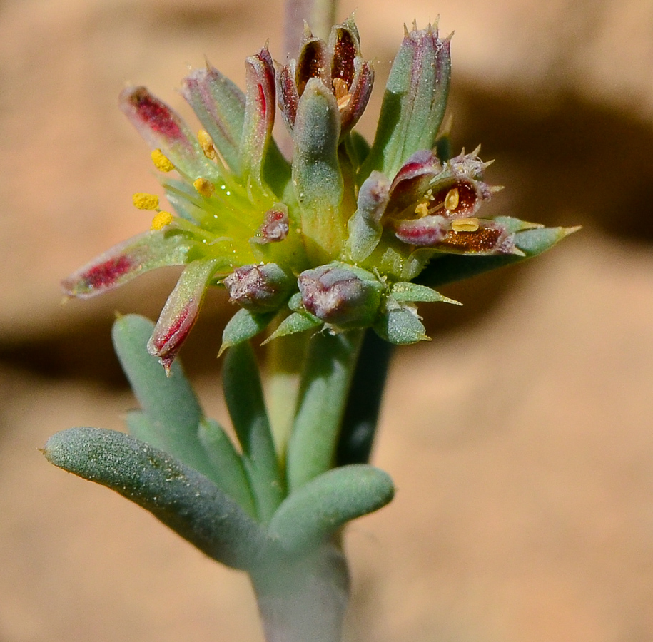 Image of Gymnocarpos decander specimen.