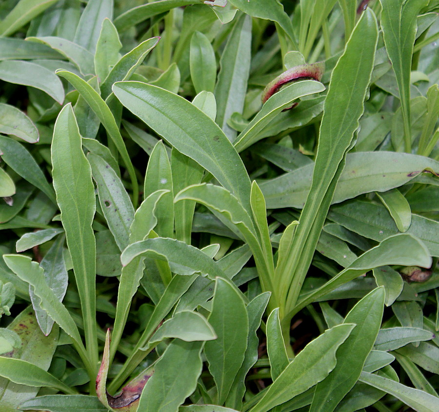 Изображение особи Penstemon barbatus.