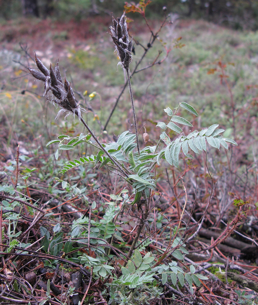 Image of Oxytropis pilosa specimen.