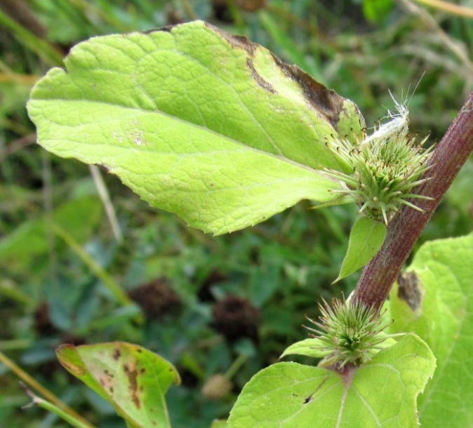 Image of Arctium lappa specimen.