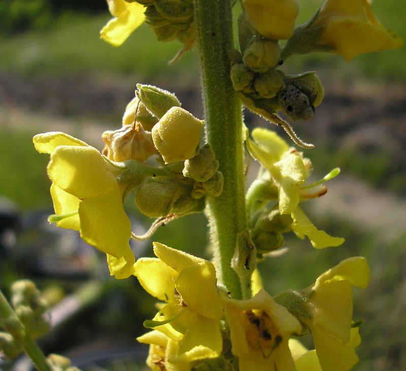 Image of Verbascum densiflorum specimen.