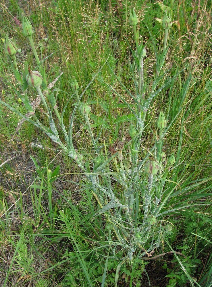 Изображение особи Tragopogon pratensis.