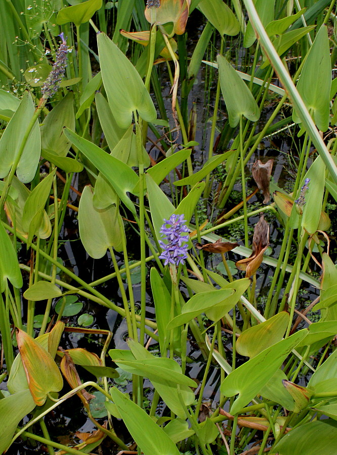 Image of Pontederia cordata specimen.